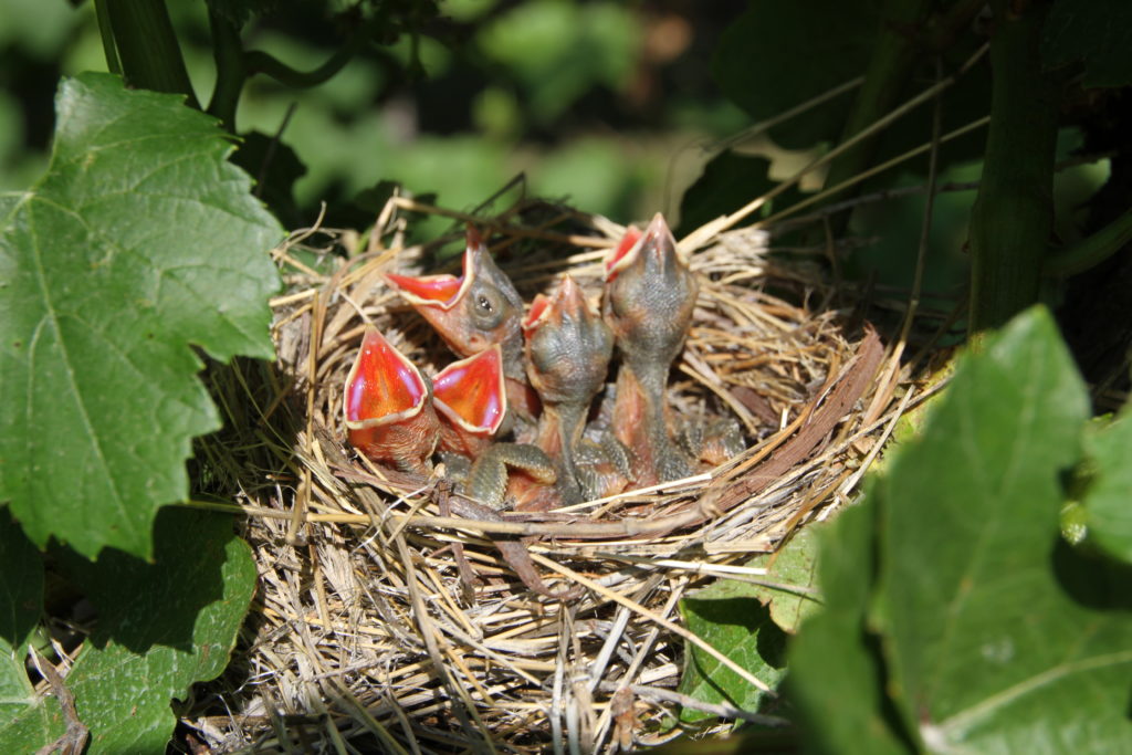 Vintage View Cottage Baby Birds