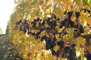 Vintage View Cottage Grapes