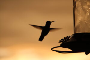 Vintage View Cottage Hummingbird