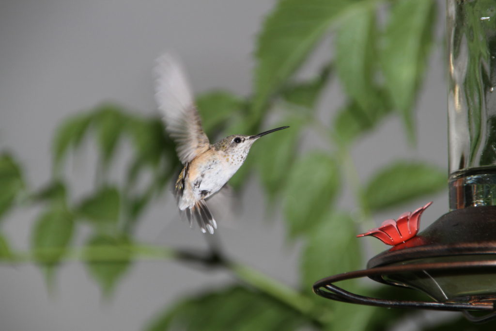 Vintage View Cottage Hummingbird