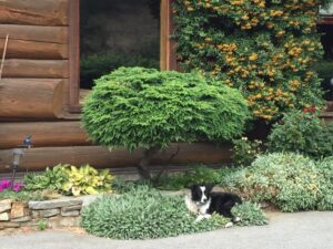 Vintage View Cottage Pekoe the Dog