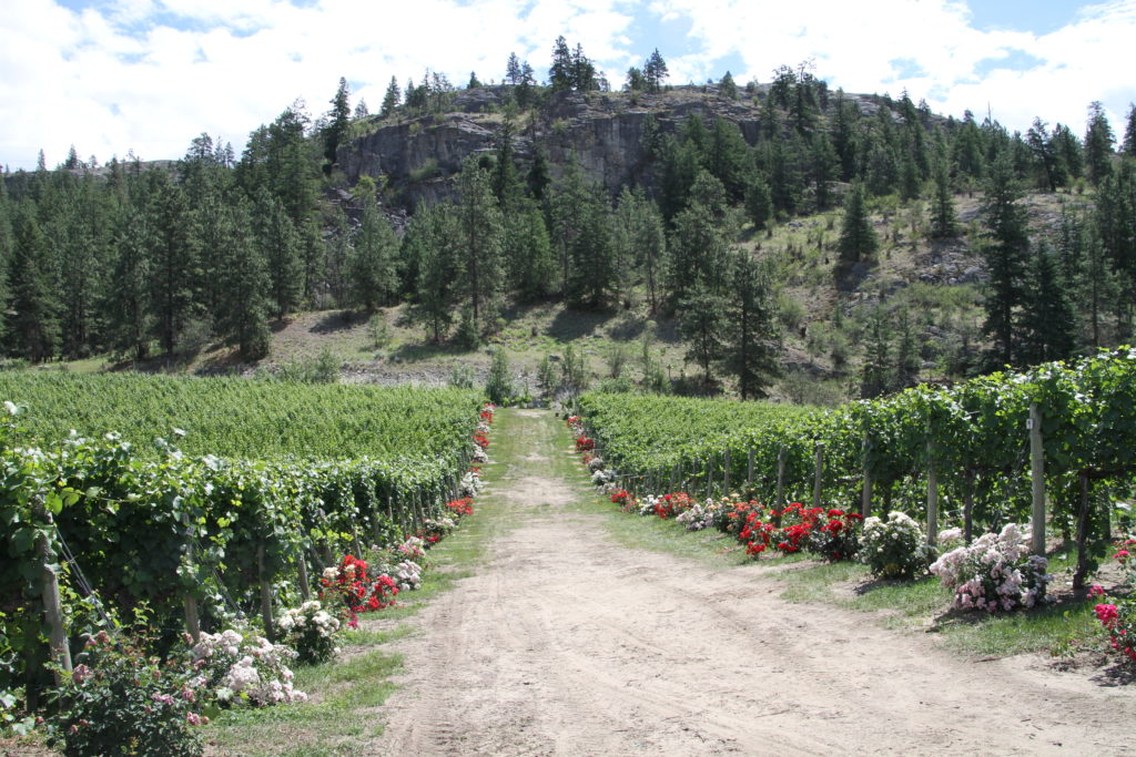 Vintage View Cottage Vineyard