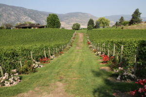 Vintage View Cottage Vinyard