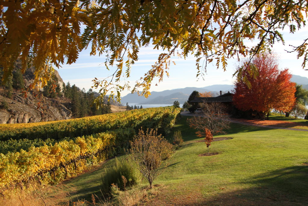 Vintage View Cottage Vineyard